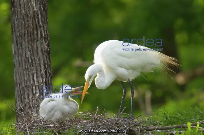 : Great Egret / Common Egret - At nest feeding young : Great Egret / Common Egret - At nest feeding young