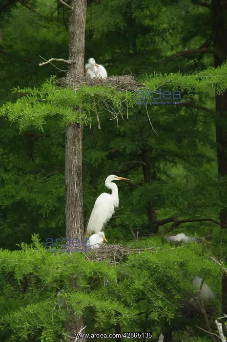 : Great Egret / Common Egret - At nest in tree : Great Egret / Common Egret - At nest in tree