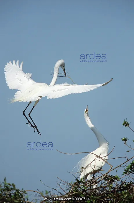 : Great egret courtship : Great egret courtship