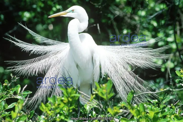 : Great Egret displaying breeding plumage : Great Egret displaying breeding plumage