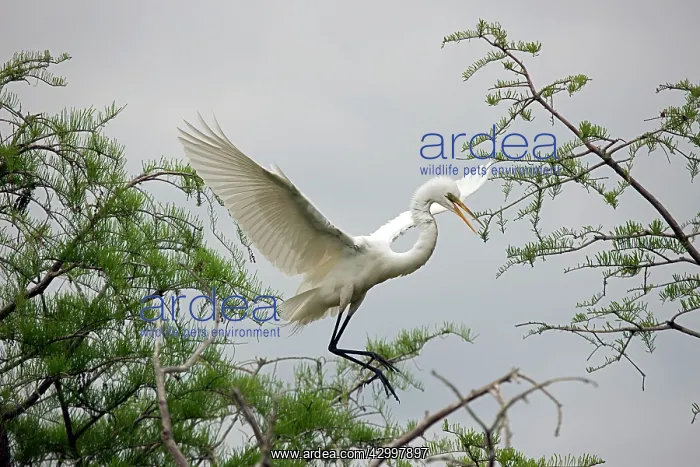 : Great Egret - Distinguished from most other white herons by : Great Egret - Distinguished from most other white herons by
