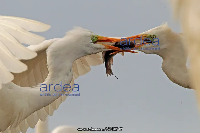 : Great Egret ( Egretta alba ) fighting for a fish : Great Egret ( Egretta alba ) fighting for a fish