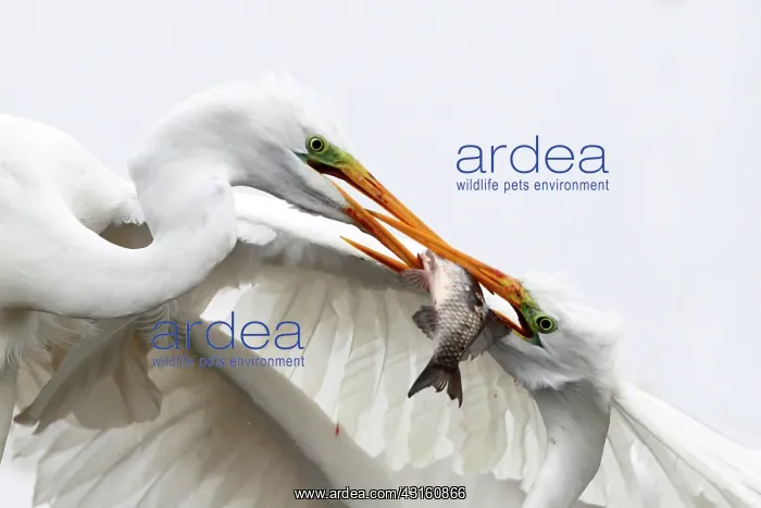 : Great Egret ( Egretta alba ) fighting for a fish : Great Egret ( Egretta alba ) fighting for a fish
