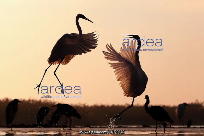 : Great Egret ( Egretta alba ) fighting and Grey heron : Great Egret ( Egretta alba ) fighting and Grey heron