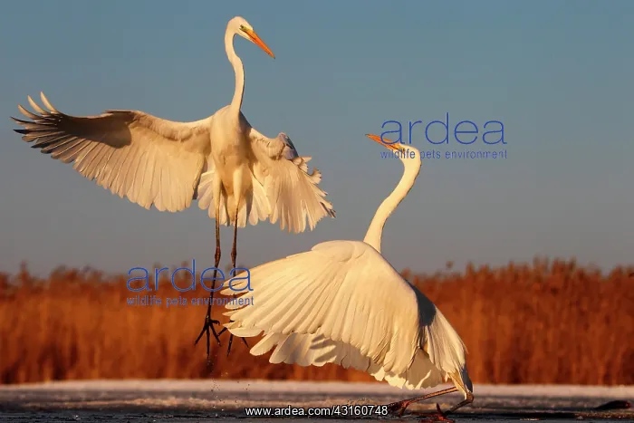 : Great Egret ( Egretta alba ) fighting on ground : Great Egret ( Egretta alba ) fighting on ground