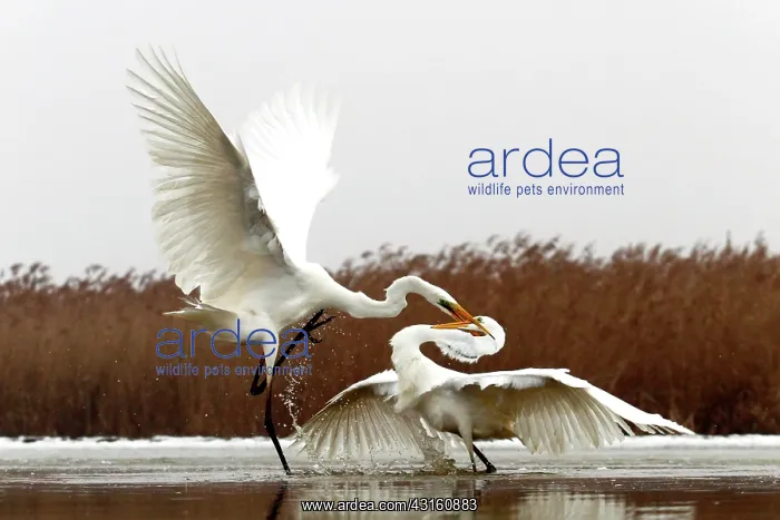  : Great Egret ( Egretta alba ) fighting on a pond