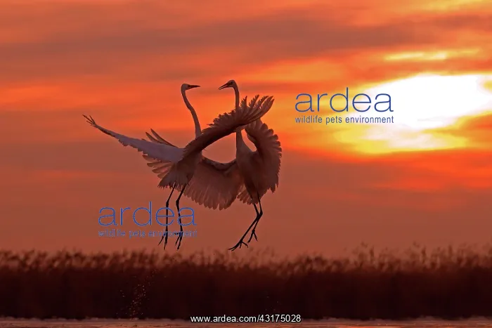 : Great Egret ( Egretta alba ) fighting on a pond : Great Egret ( Egretta alba ) fighting on a pond