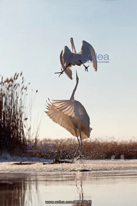: Great Egret ( Egretta alba ) fighting on a pond : Great Egret ( Egretta alba ) fighting on a pond