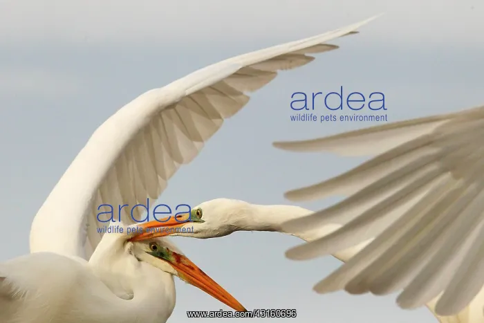 : Great Egret ( Egretta alba ) fighting in winter : Great Egret ( Egretta alba ) fighting in winter