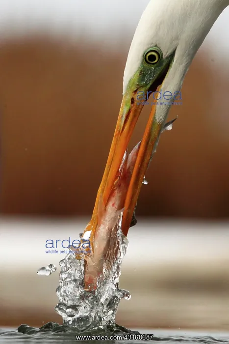 : Great Egret ( Egretta alba) with one fish, Hungary : Great Egret ( Egretta alba) with one fish, Hungary