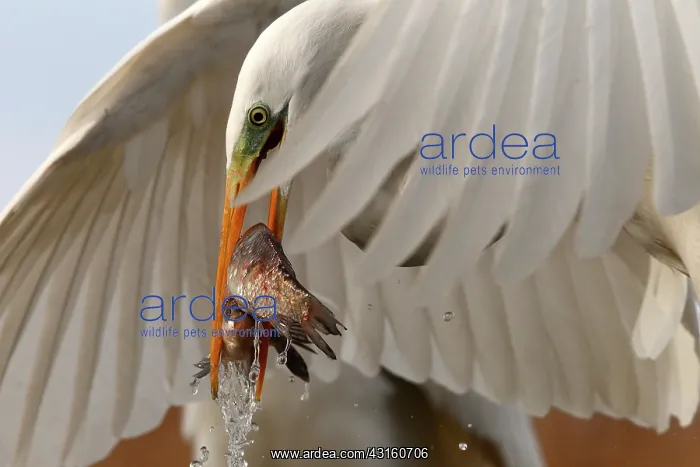 : Great Egret ( Egretta alba) with two fishes, Hungary : Great Egret ( Egretta alba) with two fishes, Hungary
