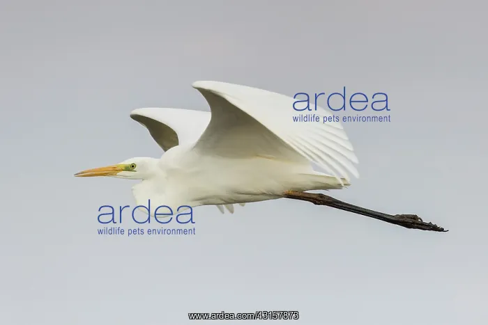 : Great Egret (Egretta alba) in flight : Great Egret (Egretta alba) in flight