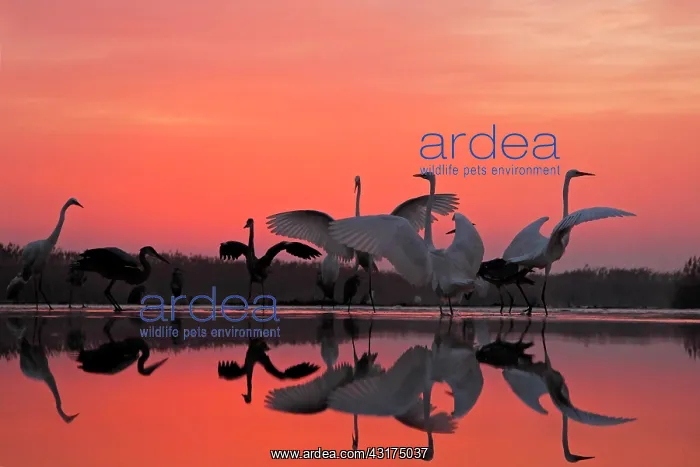 : Great Egret ( Egretta alba) and Grey Heron (Ardea : Great Egret ( Egretta alba) and Grey Heron (Ardea
