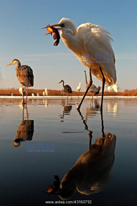 : Great Egret ( Egretta alba) having caught a fish : Great Egret ( Egretta alba) having caught a fish