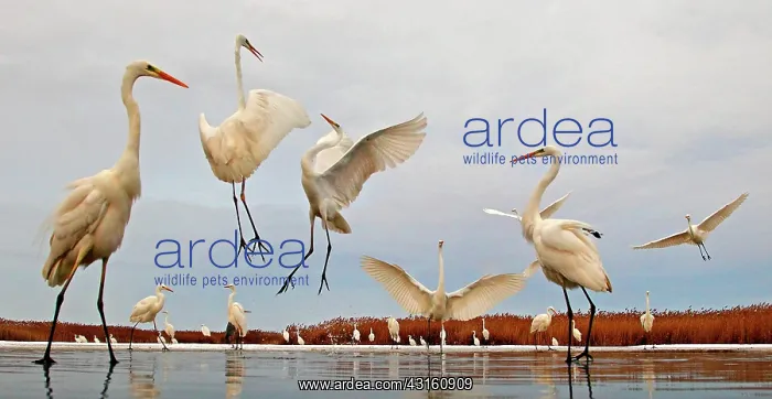 : Great Egret ( Egretta alba ) on a pond in winter : Great Egret ( Egretta alba ) on a pond in winter