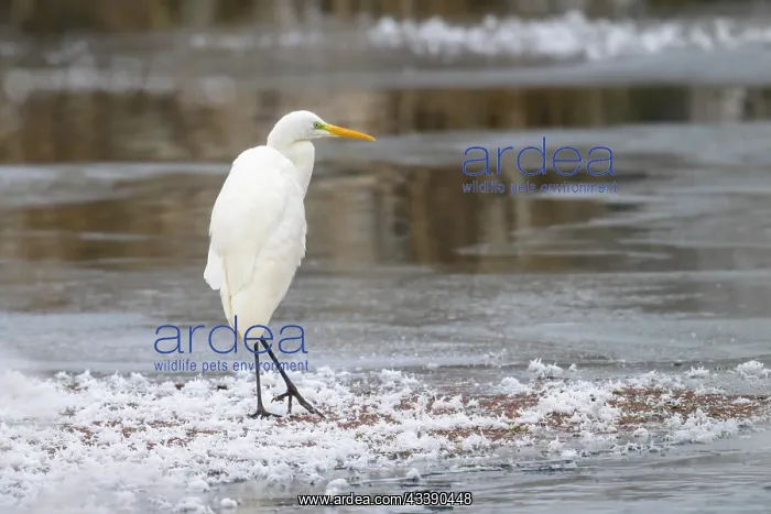 : Great egret (Egretta alba) (Syn.: Casmerodius albus) : Great egret (Egretta alba) (Syn.: Casmerodius albus)