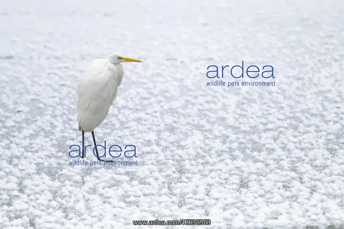 : Great egret (Egretta alba) (Syn.: Casmerodius albus) : Great egret (Egretta alba) (Syn.: Casmerodius albus)