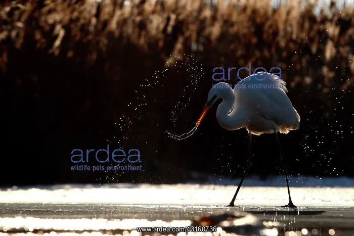 : Great Egret ( Egretta alba ) and water drops against : Great Egret ( Egretta alba ) and water drops against