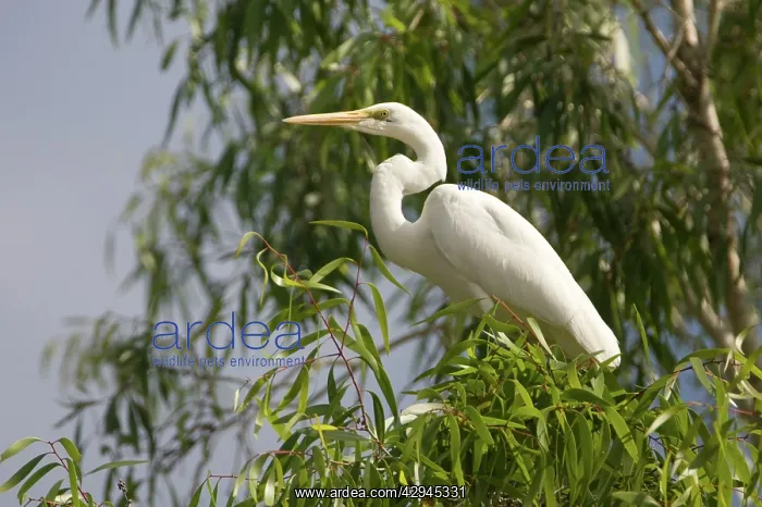 : Great Egret - in a eucalypt tree along the Manning River : Great Egret - in a eucalypt tree along the Manning River
