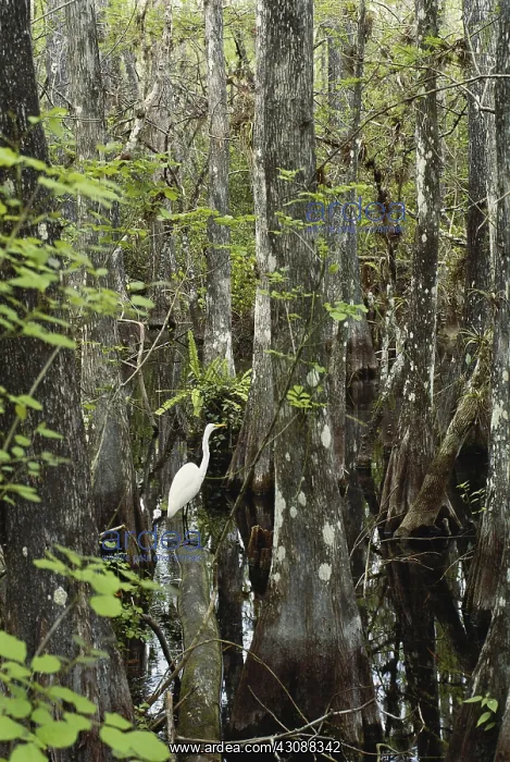 : Great Egret in the Everglades : Great Egret in the Everglades