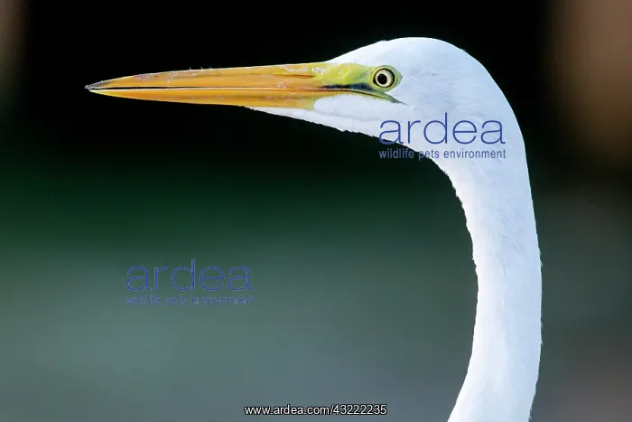 : Great egret in Everglades National Park : Great egret in Everglades National Park