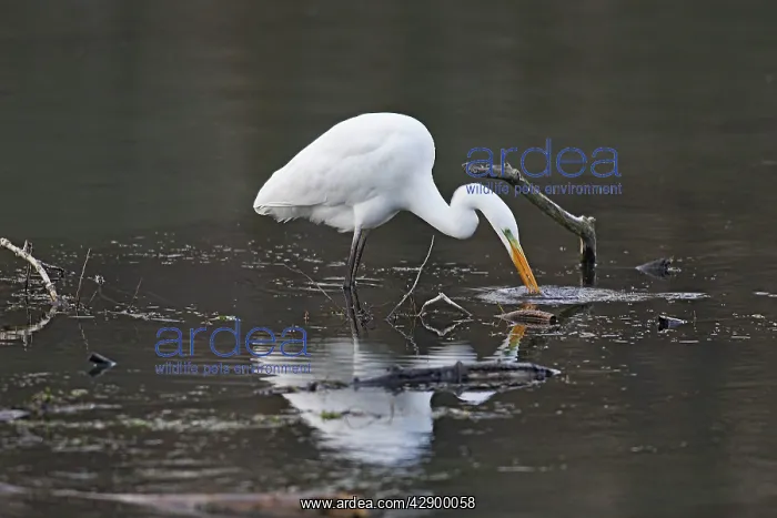 : Great Egret - feeding : Great Egret - feeding