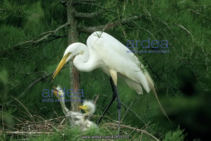 : Great Egret - feeding young on nest : Great Egret - feeding young on nest