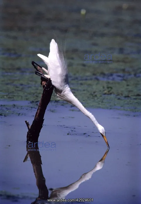 : Great Egret - fishing : Great Egret - fishing