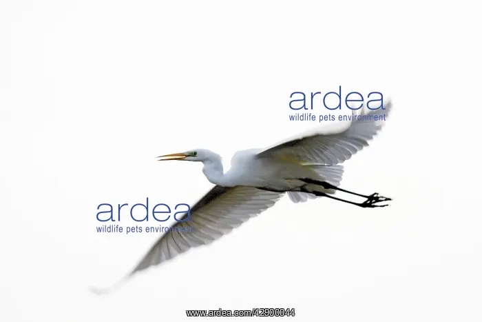 : Great Egret - in flight : Great Egret - in flight