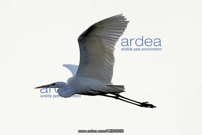: Great Egret - in flight : Great Egret - in flight