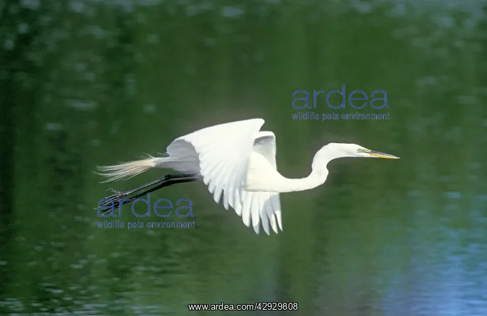 : Great EGRET- in flight : Great EGRET- in flight