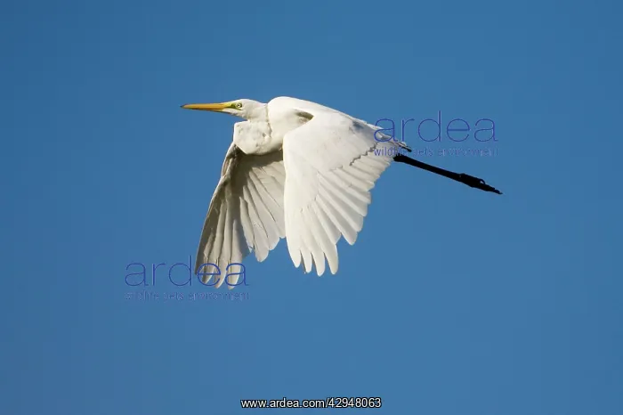 : Great Egret in flight : Great Egret in flight