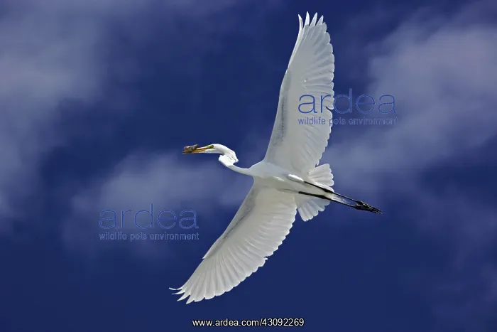 : Great Egret in Flight : Great Egret in Flight
