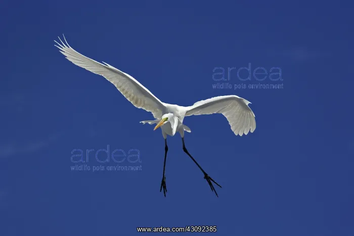 : Great Egret in Flight : Great Egret in Flight