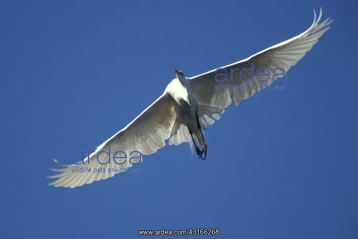 : Great Egret in flight : Great Egret in flight