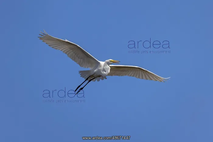 : Great egret in flight, Merritt Island National Wildlife : Great egret in flight, Merritt Island National Wildlife