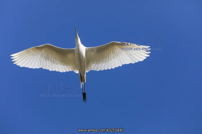 : Great Egret - in flight, North Hessen, Germany : Great Egret - in flight, North Hessen, Germany