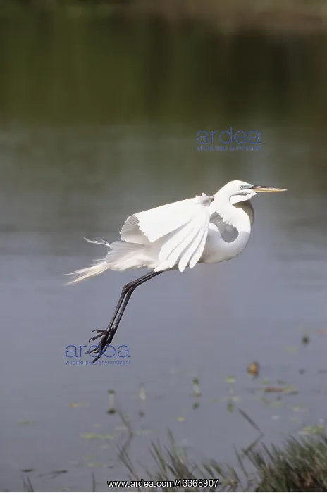 : GREAT EGRET - in flight, taking off : GREAT EGRET - in flight, taking off