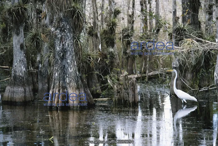 : Great Egret in Florida : Great Egret in Florida