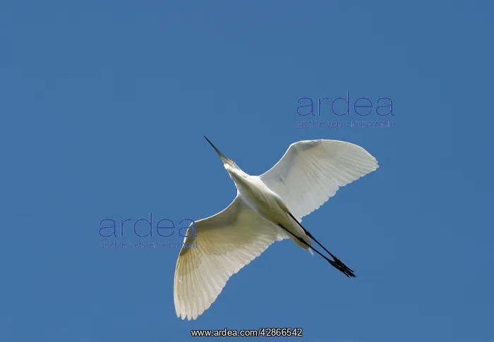 : Great Egret - Flying against a deep blue sky : Great Egret - Flying against a deep blue sky