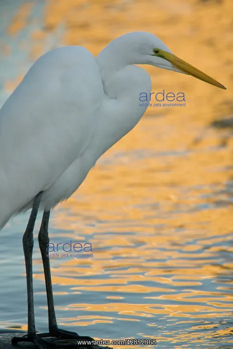 : Great Egret / Great White Egret / Common Egret : Great Egret / Great White Egret / Common Egret