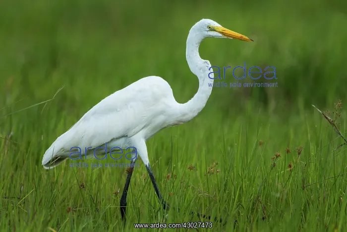  : Great Egret  /  Great White Heron, Los Llanos, Colombia