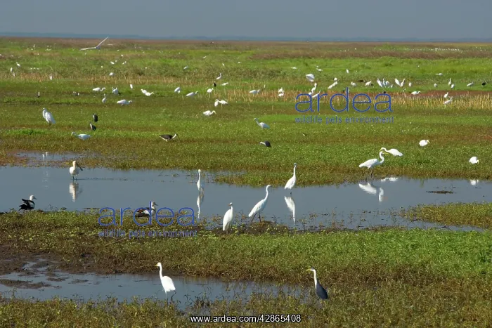 : Great Egret - hugh mass of different species of : Great Egret - hugh mass of different species of
