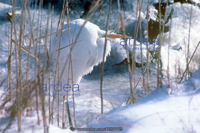 : Great Egret - amongst icy reeds : Great Egret - amongst icy reeds