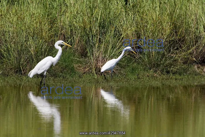 : Great Egret and Intermediate Egret (Egretta intermedia) : Great Egret and Intermediate Egret (Egretta intermedia)