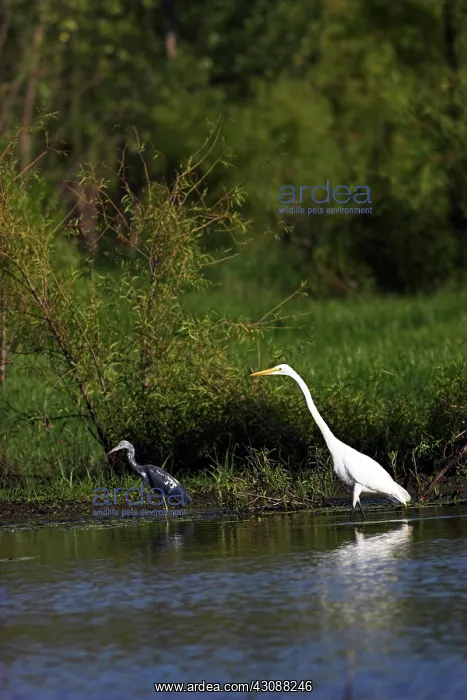 : Great Egret and Little Blue Heron : Great Egret and Little Blue Heron