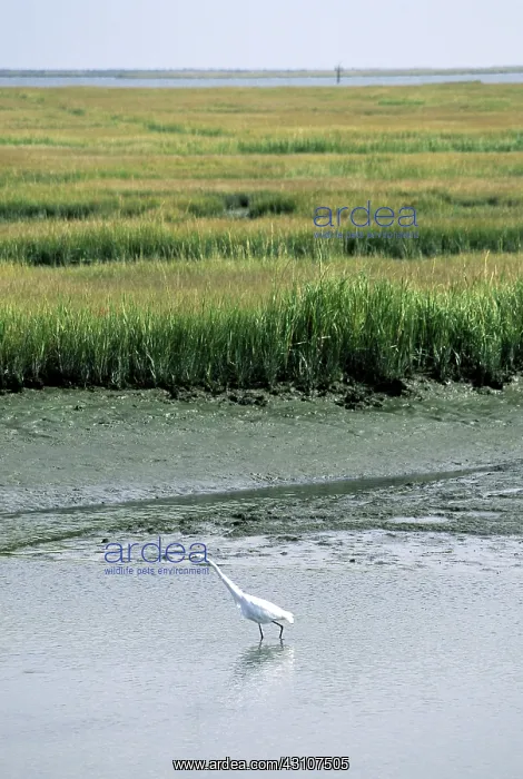 : Great Egret on mudflats : Great Egret on mudflats