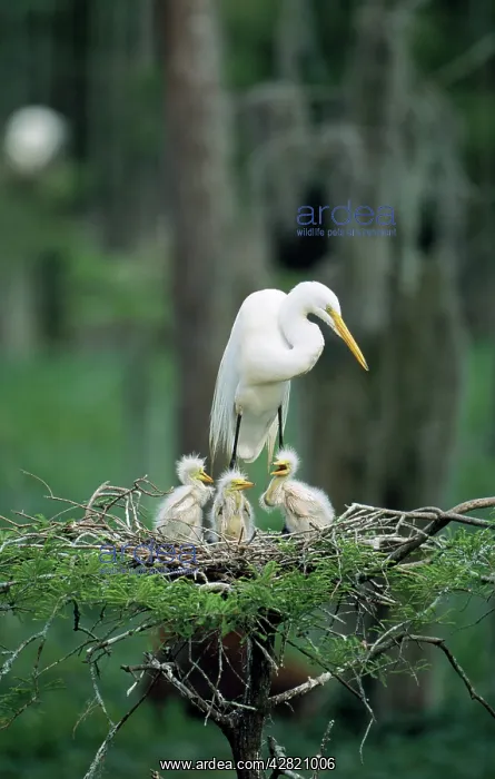 : Great Egret - At nest with 3 chicks : Great Egret - At nest with 3 chicks