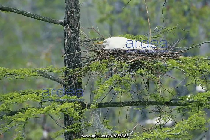 : Great Egret on Nest : Great Egret on Nest