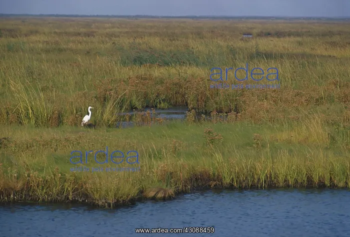 : Great Egret in New Jersey : Great Egret in New Jersey